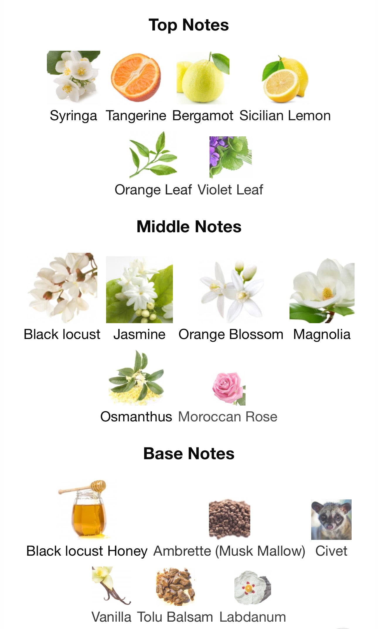 Fleur de Portofino by Tom Ford