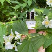 Jasmin Des Anges by Dior