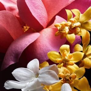 Amour Céleste by Guerlain